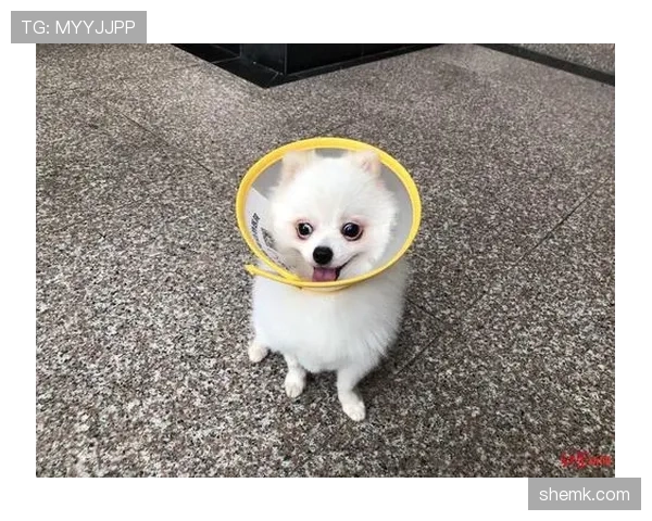 张琳芃家的狗都吃进口粮，我还在纠结外卖满减